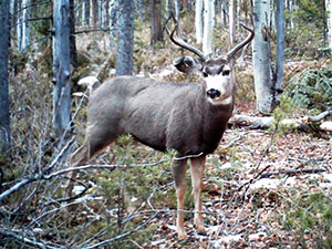 deer in Shadow Mountain Ranch